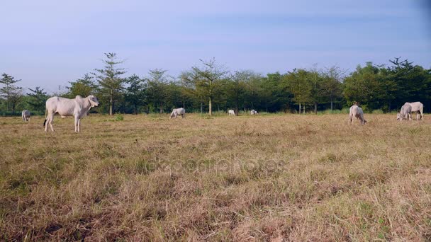 Mandria di vacche al pascolo in un campo asciutto — Video Stock