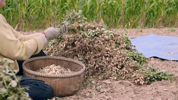 Mezőgazdasági termelő ül a területen, és húzza Földimogyoró le betakarított növények és tartása a bambusz kosár — Stock videók