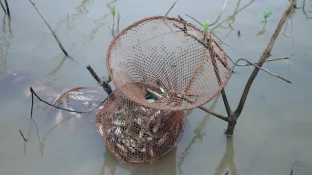 Fiskare att hålla färskt fångade fiskar inne i en bur net blötläggning i vatten — Stockvideo