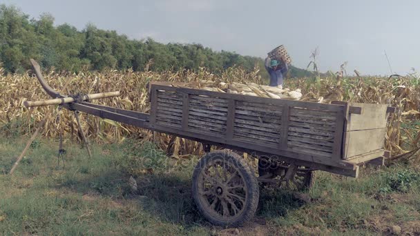 Αγρότης εκφόρτωσης καλαμπόκι συγκομιδή από καλάθι μπαμπού στο ξύλινο καλάθι στην άκρη του πεδίου — Αρχείο Βίντεο