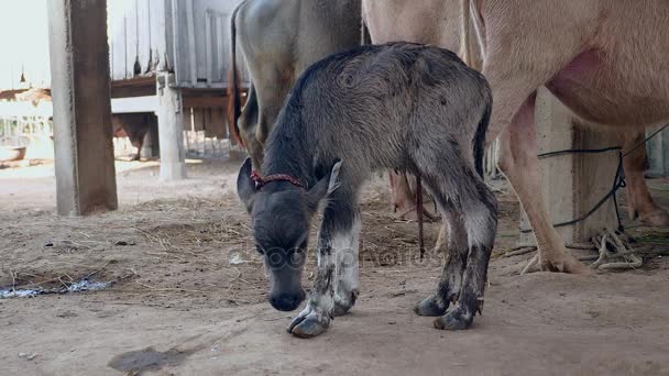 Ternera de búfalo recién nacido de pie por primera vez en un granero (de cerca ) — Vídeo de stock