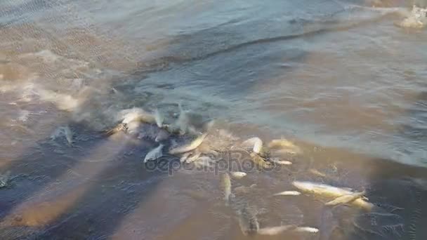 Catture di pesci impigliati nella rete da pesca immersi sul bordo del fiume — Video Stock
