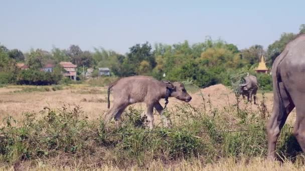 Buffalo vițel pas cu pas spre mama sa bivol pășunat într-un câmp — Videoclip de stoc