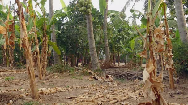 Sekelompok kelapa dibawa turun dengan aman dari pohon palem ke tanah menggunakan tali — Stok Video
