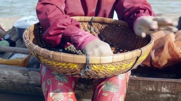 Frau sortiert Flussmuscheln in Bambuskorb aus Felsen — Stockvideo
