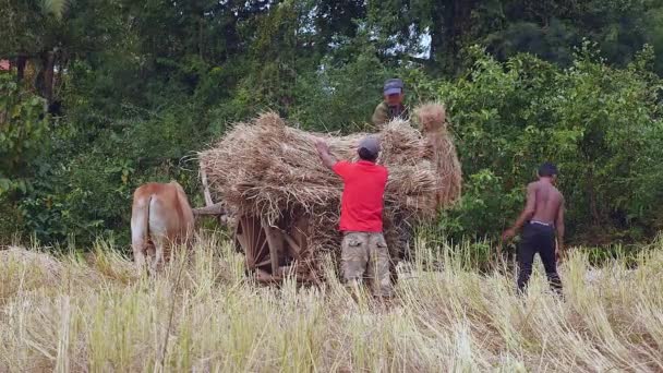 Agricultores cargando paja de arroz en un carro de bueyes en un campo de heno — Vídeo de stock