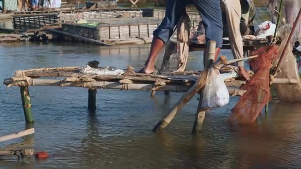 Pescatore gettare il pesce all'interno di una rete a gabbia — Video Stock