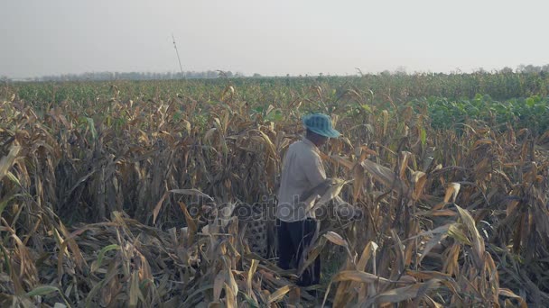 农民用手摘玉米, 用竹篮搬运 — 图库视频影像