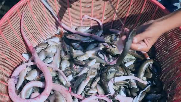 Mulher esfolando cobras de água dentro da bacia de plástico com peixes (close-up ) — Vídeo de Stock