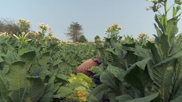 Agricultora cosechando hojas comenzando en el fondo de la planta de tabaco — Vídeo de stock