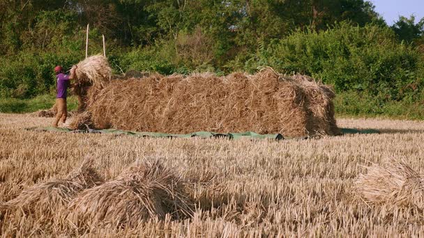 Agricultores apilando fardos de heno en campo seco — Vídeos de Stock