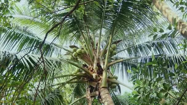 Landschap van palmbomen — Stockvideo