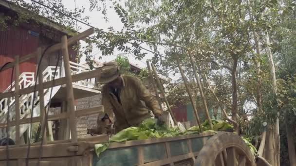 Fermier debout sur son chariot en bois et sortant les feuilles de tabac récoltées de son chariot en bois — Video