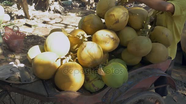 Vendeur de noix de coco chargeant sa remorque de vélo avec des grappes de noix de coco à vendre (gros plan  ) — Video