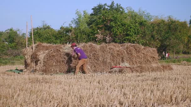 Farmer stacking up hay bales in dried field — Stock Video