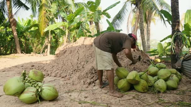 Penjual kelapa memotong tangkai dari seikat kelapa dengan kapak nya. — Stok Video