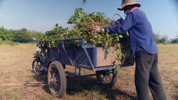 Man crushing peanut on cart — Stock Video