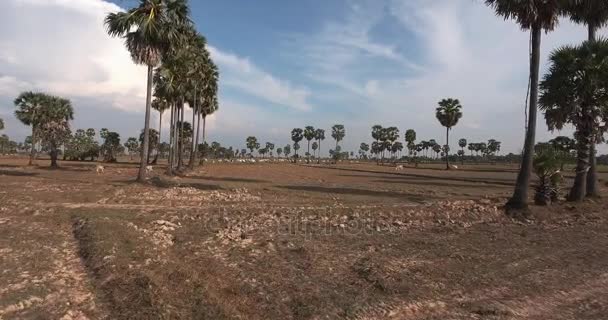 Vista del dron: vuelo bajo hacia manada de vacas pastando pastos en campo seco bajo palmeras — Vídeos de Stock