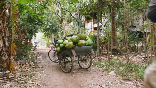 Продавець кокосового горіха збирає фрукти і завантажує їх на своєму велосипедному трейлері на кокосових пучках — стокове відео