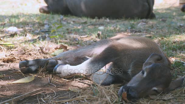 Κοντινό πλάνο του μόσχου buffalo στον ύπνο στο πλάι κάτω από τη σκιά δέντρων — Αρχείο Βίντεο