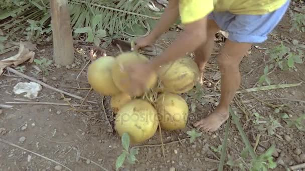 Kokosnussverkäufer schneidet mit seinem Beil Stängel aus einem Bündel Kokosnüsse (Nahaufnahme ) — Stockvideo