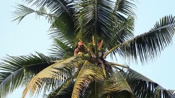 Hindistan cevizi satıcı hindistancevizi bir grup getiren bir palmiye ağacının üstündeki bir iple bağladı — Stok video
