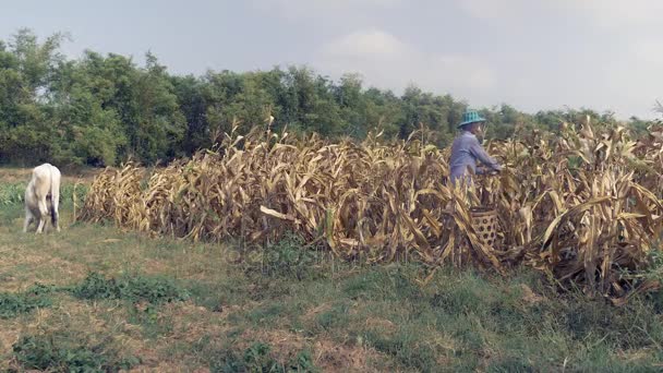 Agriculteur cueillant le maïs à la main et utilisant un panier en bambou pour le transporter : vache blanche sur le côté 
