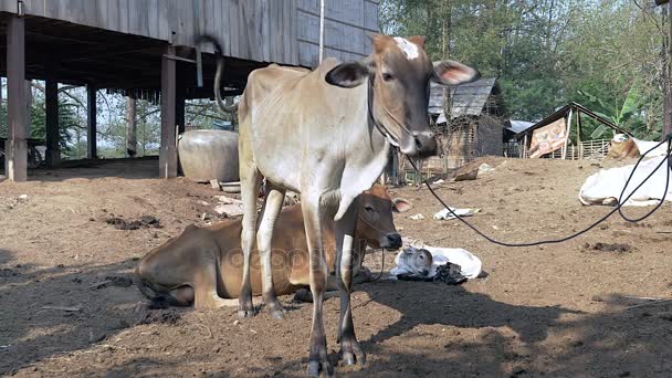 Vaches maigres debout et allongées - attachées à la corde - dans une cour de ferme 
