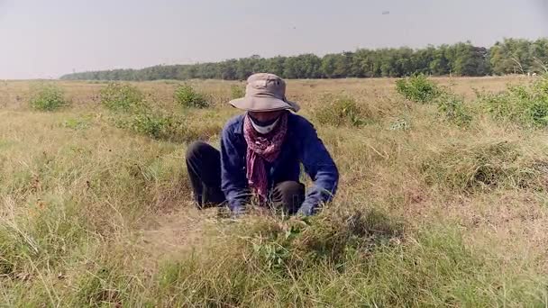 Rolnik, używając sickle dla cięcia (zbliżenie trawy) — Wideo stockowe