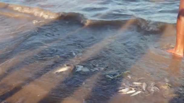 Hal fogás behálózták a halászati nettó áztatás a river's edge — Stock videók