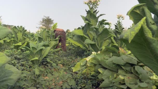 Leszedni levelek maradt a földön és a nő a gazda begyűjti a dohány levelek a háttérben — Stock videók