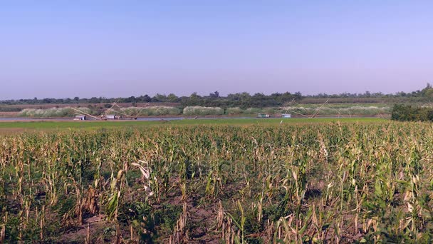 Зелене кукурудзяне поле та рятувальники з китайськими рибальськими сітками на річці на задньому плані , — стокове відео