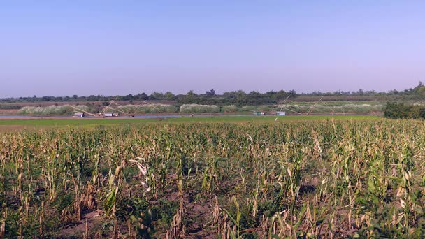 Green corn field and houseboats with chinese fishing nets on river in the background, — Stock Video