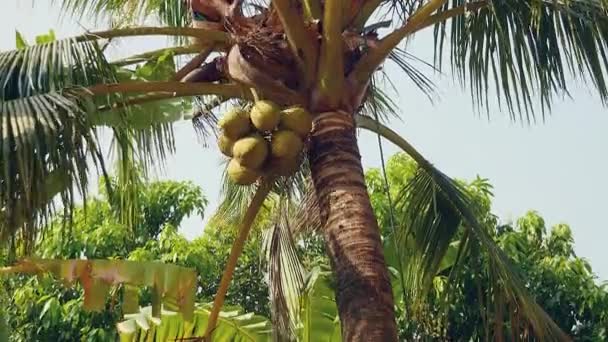 Vendedor de coco en la parte superior de una palmera derribando un montón de cocos atados con una cuerda — Vídeos de Stock