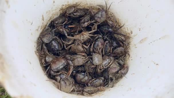 Gros plan sur un seau de crabes de boue capturés dans les rizières par un chasseur de crabe — Video