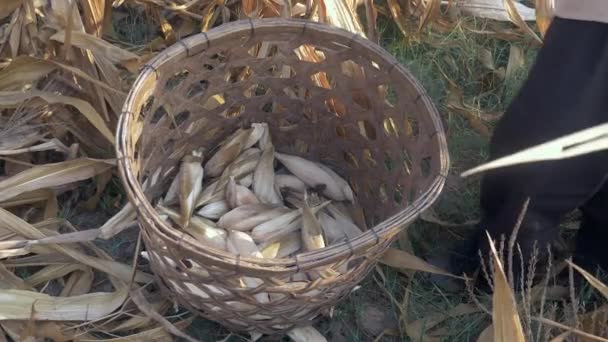 Close-up on freshly harvested corn in a bamboo basket — Stock Video