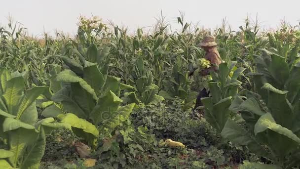 Agricultora cosechando hojas comenzando en el fondo de la planta de tabaco — Vídeo de stock