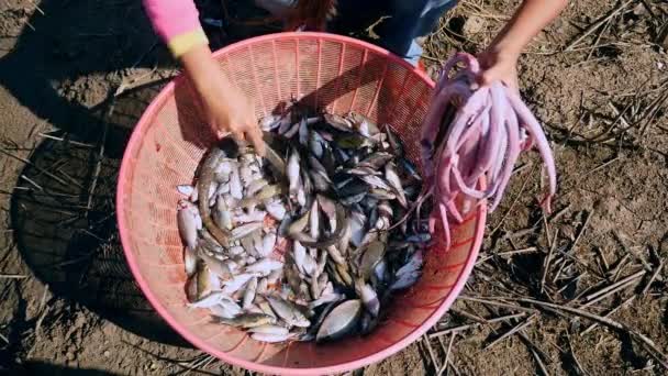 Upper view to woman skinning water snakes inside plastic basin with fish — Stock Video