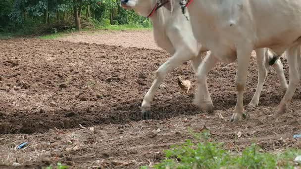 Kézi szántás fehér ökrök és fa Plough (közelről) — Stock videók