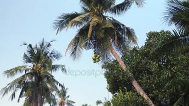 Alt görünümü eğim aşağı aşağı getiren bir bahçede bir ip kullanarak hindistancevizi bir demet bir adamla bir palmiye ağacı