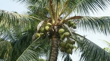 Yeşil Hindistan cevizleri palmiye ağacı üzerinde asılı aşağılardan görünümü üzerinde demet