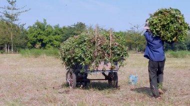  fıstık bitkiler onun römork motosiklet yükleme çiftçi