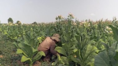 Tütün bitkisinin alt başlayan kadın çiftçi hasat bırakır