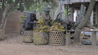 Karı koca çiftçiler yığınlar sarı tütün yaprağı ekleme yarım parçalama makinesi içine katlayın