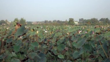 Lotus alanı yürüyüş ve taze seedpods (Nelumbo Nucifera toplama çiftçi)