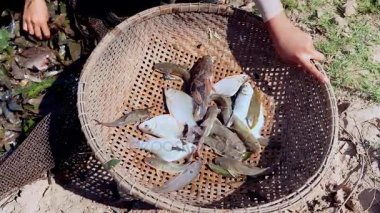 Balık yakalamak sıralama balıkçı üzerinde yakın çekim dışarı su bitkileri balık ağı üzerinden ve bambu sepet içinde tutarak