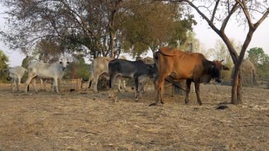 Beyaz ve kahverengi inek, buzağı ve çiftlik içinde ayakta danalarladolu 