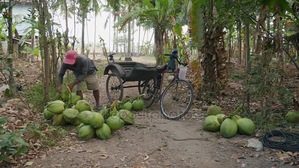 椰子卖家加载他的自行车拖车与沉重的椰子束出售 — 图库视频影像