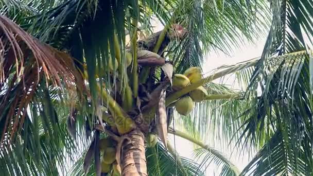  homme au sommet d'un palmier attachant un bouquet de noix de coco avec une corde pour le faire descendre en toute sécurité 