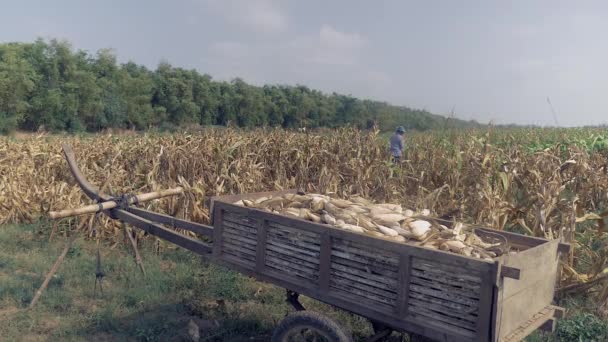 Agricultor colheita de milho em um campo com um carrinho de madeira cheio de plantas de milho em primeiro plano — Vídeo de Stock